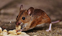 24 Hour & Emergency Exterminators in Pitt, PA